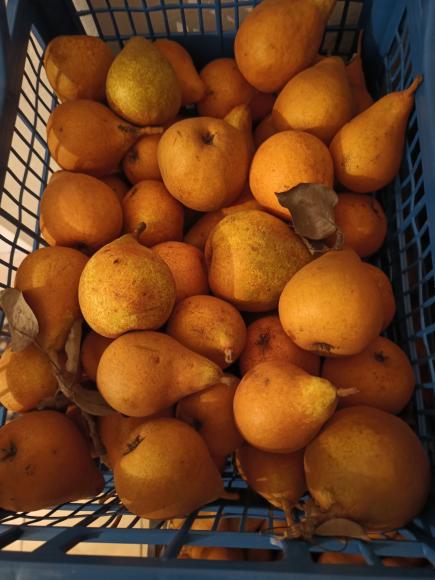 Gruszki Klapsy 10 kg. Milan�wek