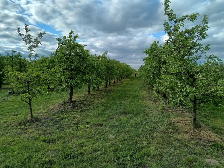 Kosimy traw� metod� mechaniczn�
